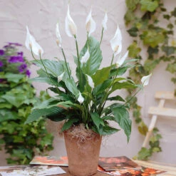 Peace Lily -Geen Shop Peace Lily 3