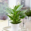 Peace Lily 1 Peace Lily -Geen Shop Peace Lily BB 600x600 f28edd3a 2a61 4a27 b246 b715f3c35e3f
