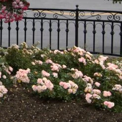 Peach Drift® Rose 7 Peach Drift® Rose -Geen Shop Peach Drift Rose 1 BB