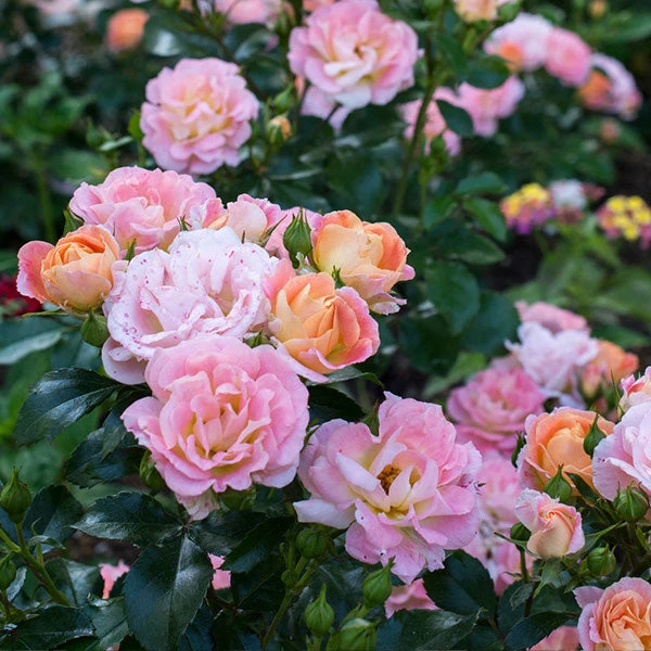 Peach Drift® Rose 3 Peach Drift® Rose