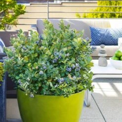 Bushel And Berry® Blueberry Peach Sorbet Plant 9 Bushel And Berry® Blueberry Peach Sorbet Plant -Geen Shop Peach Sorbet BLueberry 4 BB