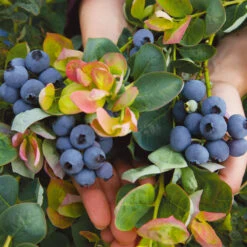 Bushel And Berry® Blueberry Peach Sorbet Plant 10 Bushel And Berry® Blueberry Peach Sorbet Plant -Geen Shop Peach Sorbet BLueberry 7