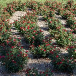 Petite Knock Out® Rose Shrub 11 Petite Knock Out® Rose Shrub -Geen Shop Petite Red Knockout Rose6