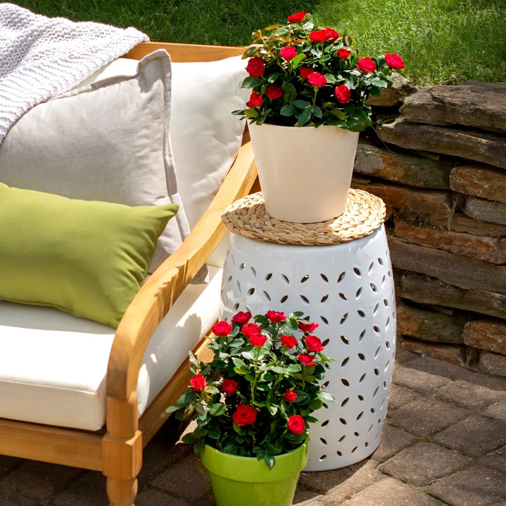 Petite Knock Out® Rose Shrub 6 Petite Knock Out® Rose Shrub - Image 4