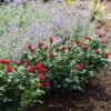 Petite Knock Out® Rose Shrub 2 Petite Knock Out® Rose Shrub -Geen Shop Petite Red Knockout Rose BB 600x600 f00e26a8 def8 40c5 bc95 67ad0ea822be