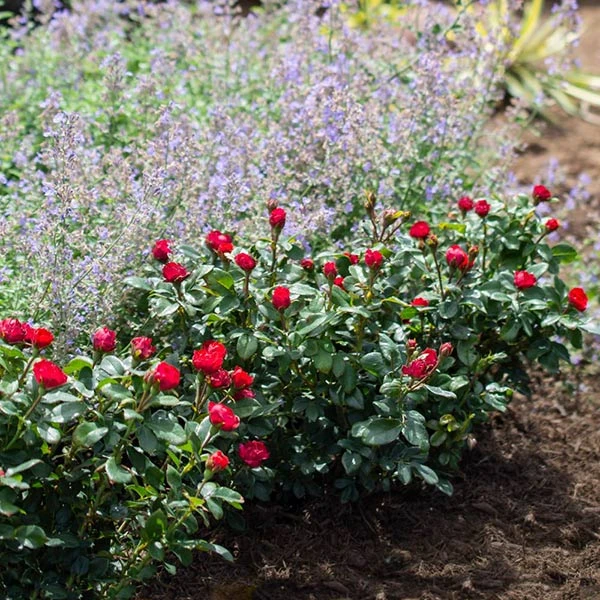 Petite Knock Out® Rose Shrub 3 Petite Knock Out® Rose Shrub