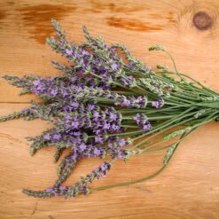Phenomenal Lavender Plant 8 Phenomenal Lavender Plant -Geen Shop Phenomenal Lavender 2 BB