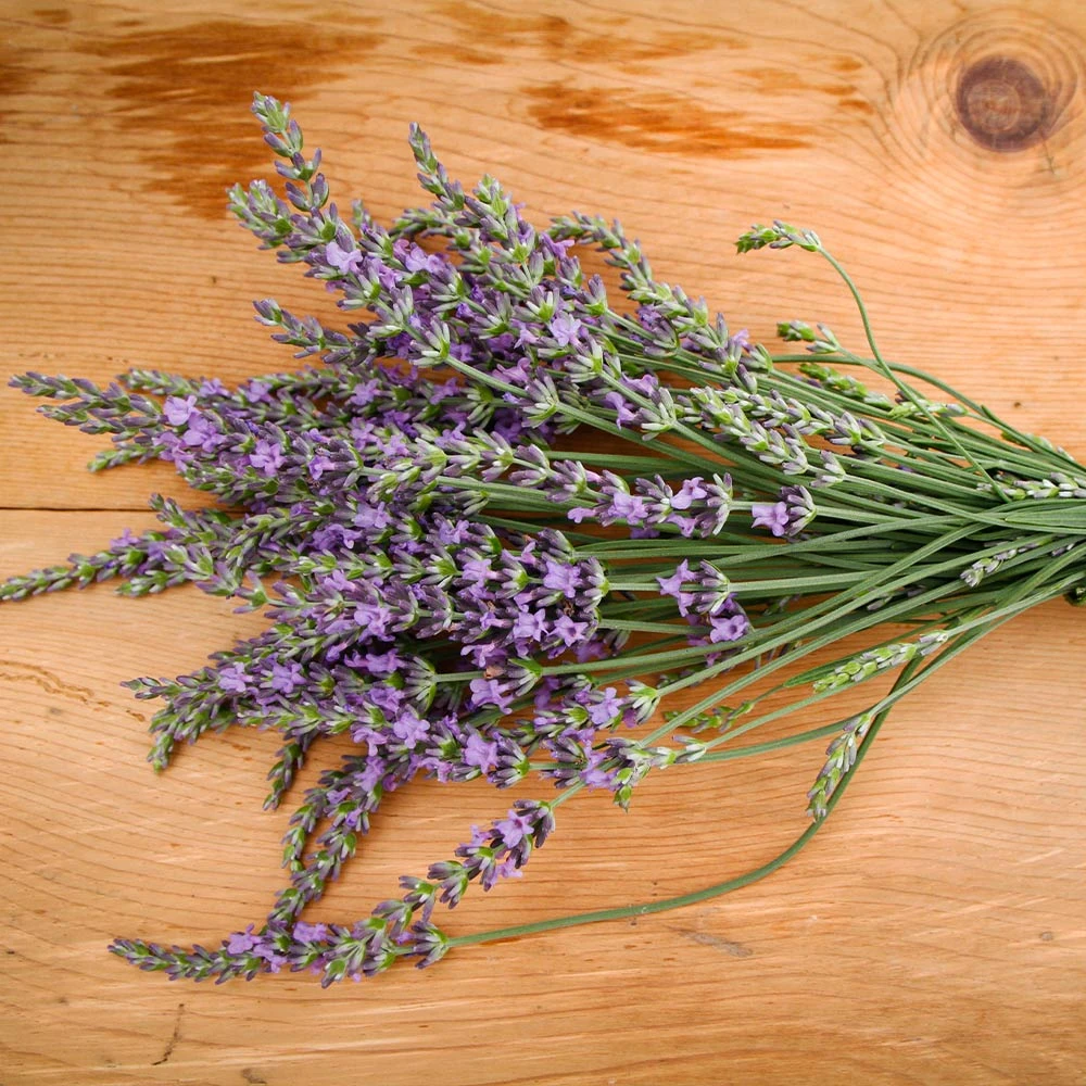 Phenomenal Lavender Plant 4 Phenomenal Lavender Plant - Image 3
