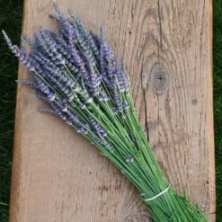 Phenomenal Lavender Plant 10 Phenomenal Lavender Plant -Geen Shop Phenomenal Lavender 7