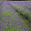 Phenomenal Lavender Plant -Geen Shop Phenomenal Lavender BB 600x600 b2f6b0e0 b6f3 498f 8ae4 ef49bcaf0078