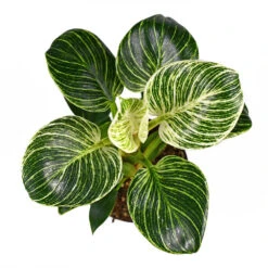 Birkin Philodendron Plant -Geen Shop Philodendron Birkin 2