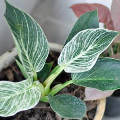 Birkin Philodendron Plant -Geen Shop Philodendron Birkin 4