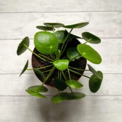 Pilea Peperomioides (Pancake Plant) 9 Pilea Peperomioides (Pancake Plant) -Geen Shop Pilea Pancake Plant 2 BB