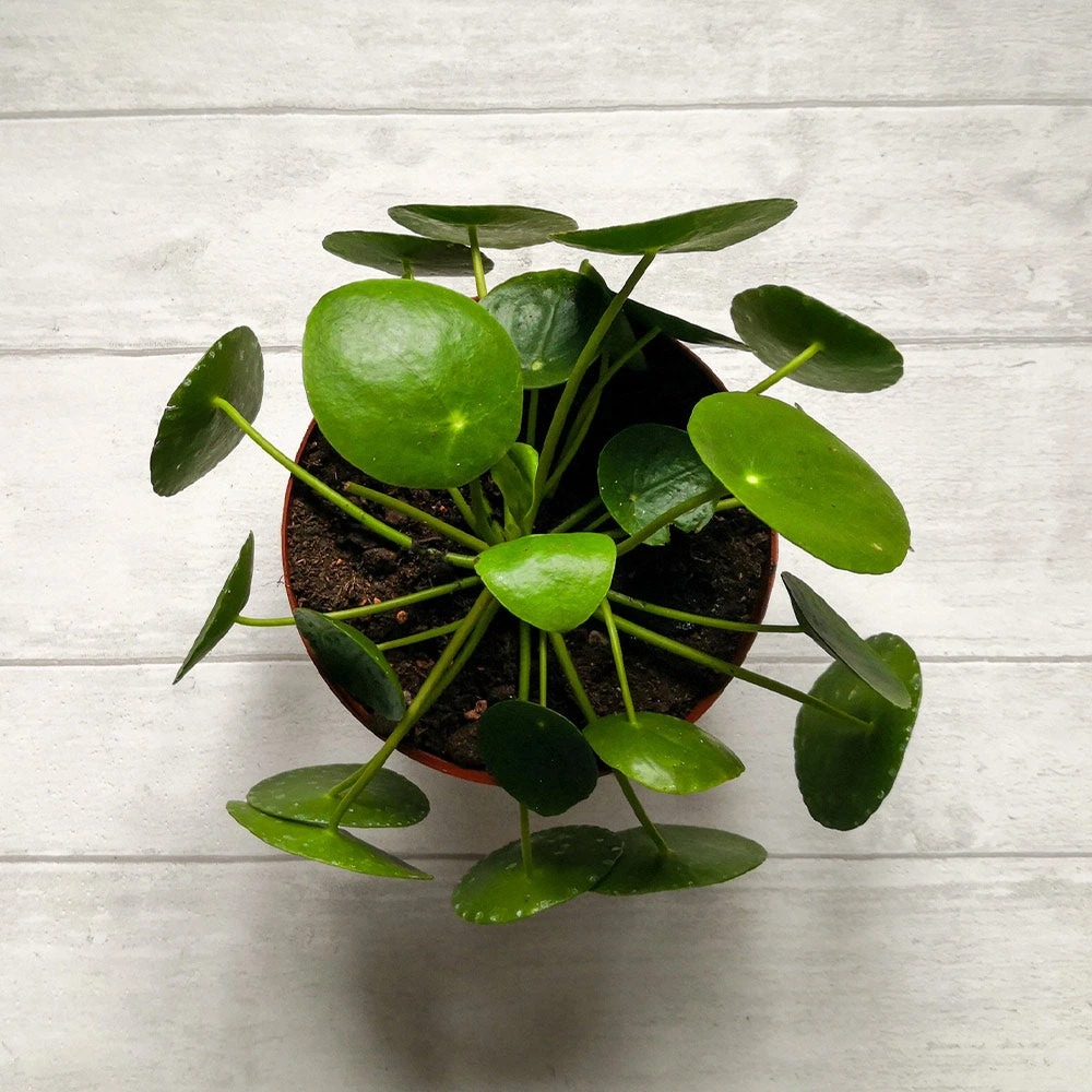 Pilea Peperomioides (Pancake Plant) 5 Pilea Peperomioides (Pancake Plant) - Image 4