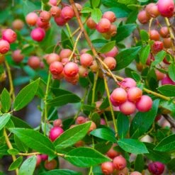 Pink Lemonade Blueberry Plant -Geen Shop Pin Lemonade Blueberry 2 BB