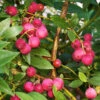 Pink Lemonade Blueberry Plant 1 Pink Lemonade Blueberry Plant -Geen Shop Pin Lemonade Blueberry BB 600x600 a3eadc65 f738 4c71 af58 1ba4e79cdb6b