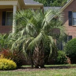 Pindo Palm Tree 9 Pindo Palm Tree -Geen Shop Pindo Palm 6 BB