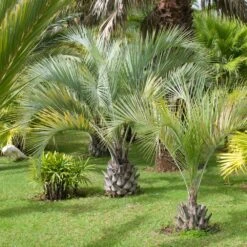Pindo Palm Tree 10 Pindo Palm Tree -Geen Shop Pindo Palm 7