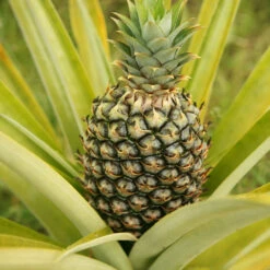 Salsa Kit -Geen Shop Pineapple 3 BB