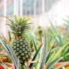 Sugarloaf Pineapple -Geen Shop Pineapple FGT 600x600 9e58f2bd d21d 4137 8113 f741c91d6342