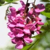 Pink Wisteria Vine -Geen Shop Pink Wisteria Vine 220