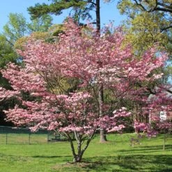Pink Dogwood Tree 8 Pink Dogwood Tree -Geen Shop Pink Dogwood 1 BB