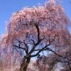 Pink Weeping Cherry Tree 2 Pink Weeping Cherry Tree -Geen Shop Pink Double Weeping Cherry BB 600x600 d67830d4 9d1c 4fad 939b bea91818a186