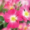 Pink Drift® Rose -Geen Shop Pink Drift Rose BB 600x600 e1a0dda7 f432 40e9 a166 c6b7a2165513