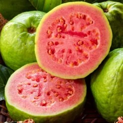 Tropical Pink Guava Tree -Geen Shop Pink Guava 1