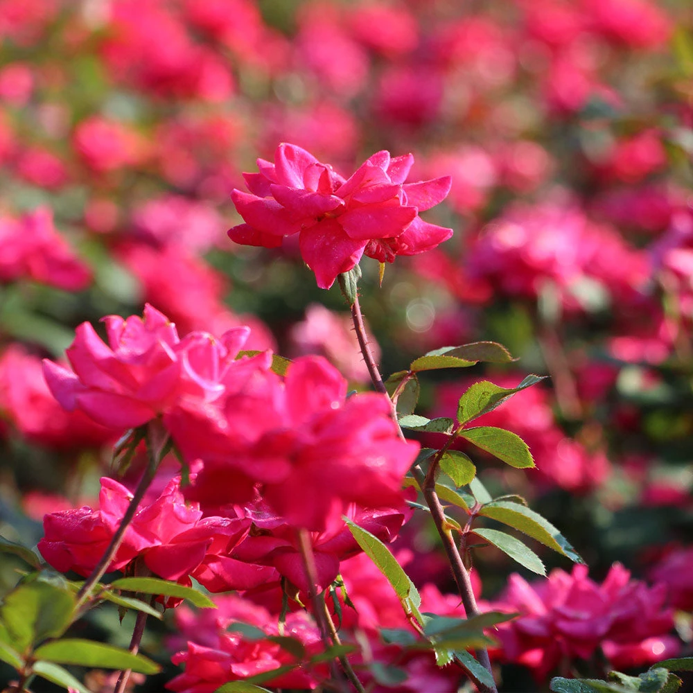 Double Pink Knock Out® Shrub 4 Double Pink Knock Out® Shrub - Image 2