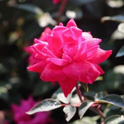 Double Pink Knock Out® Shrub 9 Double Pink Knock Out® Shrub -Geen Shop Pink Knockout Shrub 2 BB