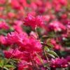 Double Pink Knock Out® Shrub 2 Double Pink Knock Out® Shrub -Geen Shop Pink Knockout Shrub BB 600x600 8e509dcd da66 4600 9a90 0babea1fe5c0