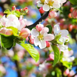 Pink Lady Apple Tree -Geen Shop Pink Lady Apple 5