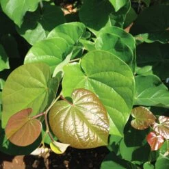 Pink Pom Poms' Redbud Tree -Geen Shop Pink Pom Pom Redbud 4