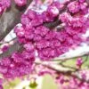 Pink Pom Poms' Redbud Tree -Geen Shop Pink Pom Pom Redbud BB 600x600 b25ec060 21a5 4b96 8be5 9af1523fd0b4