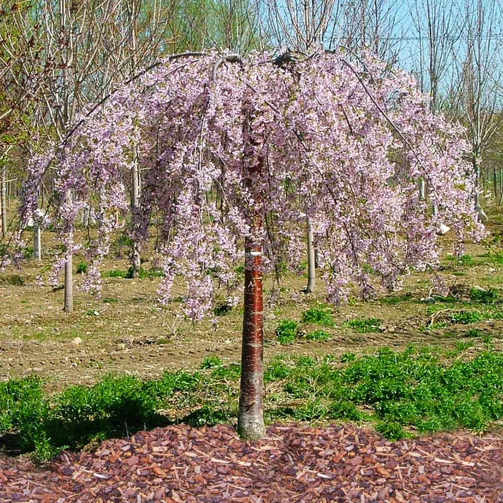 Pink Snow Showers™ Weeping Cherry Tree 6 Pink Snow Showers™ Weeping Cherry Tree - Image 4