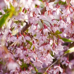 Pink Snow Showers™ Weeping Cherry Tree 9 Pink Snow Showers™ Weeping Cherry Tree -Geen Shop Pink Snow Showers Flowering Chery 3