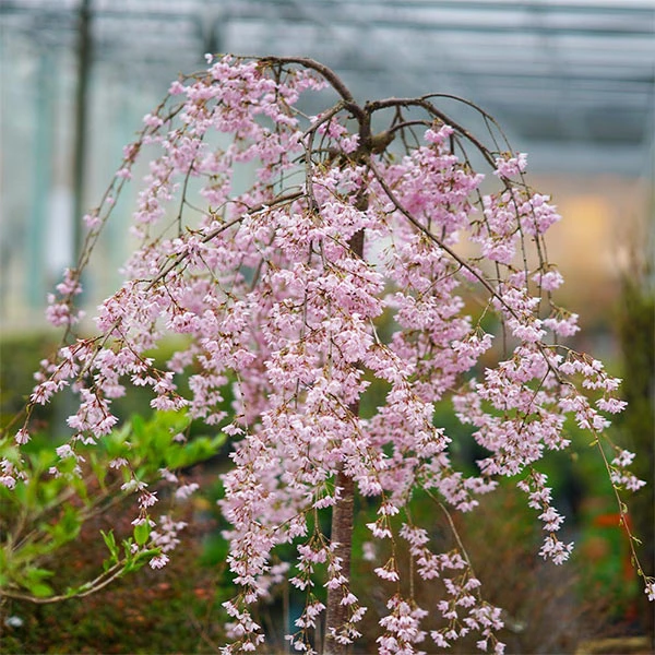 Pink Snow Showers™ Weeping Cherry Tree 3 Pink Snow Showers™ Weeping Cherry Tree