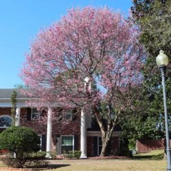 Pink Trumpet Tree -Geen Shop Pink Trumpet Tree 7