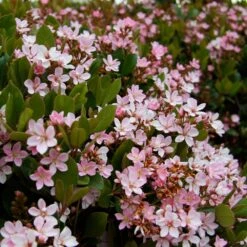 Pinkie Indian Hawthorn Shrub 9 Pinkie Indian Hawthorn Shrub -Geen Shop Pink indian Hawthorn 4 BB