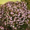 Pinkie Indian Hawthorn Shrub -Geen Shop Pink indian Hawthorn BB 600x600 f36c2261 3a65 421e 9414 5d8183526211