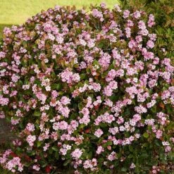 Pinkie Indian Hawthorn Shrub