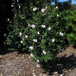 Pink Rose Of Sharon Althea Shrub 7 Pink Rose Of Sharon Althea Shrub -Geen Shop Pink rose of Sharon Althea Shrub 2 BB 3907566a 80a9 44e2 9424 a47e3f98117d