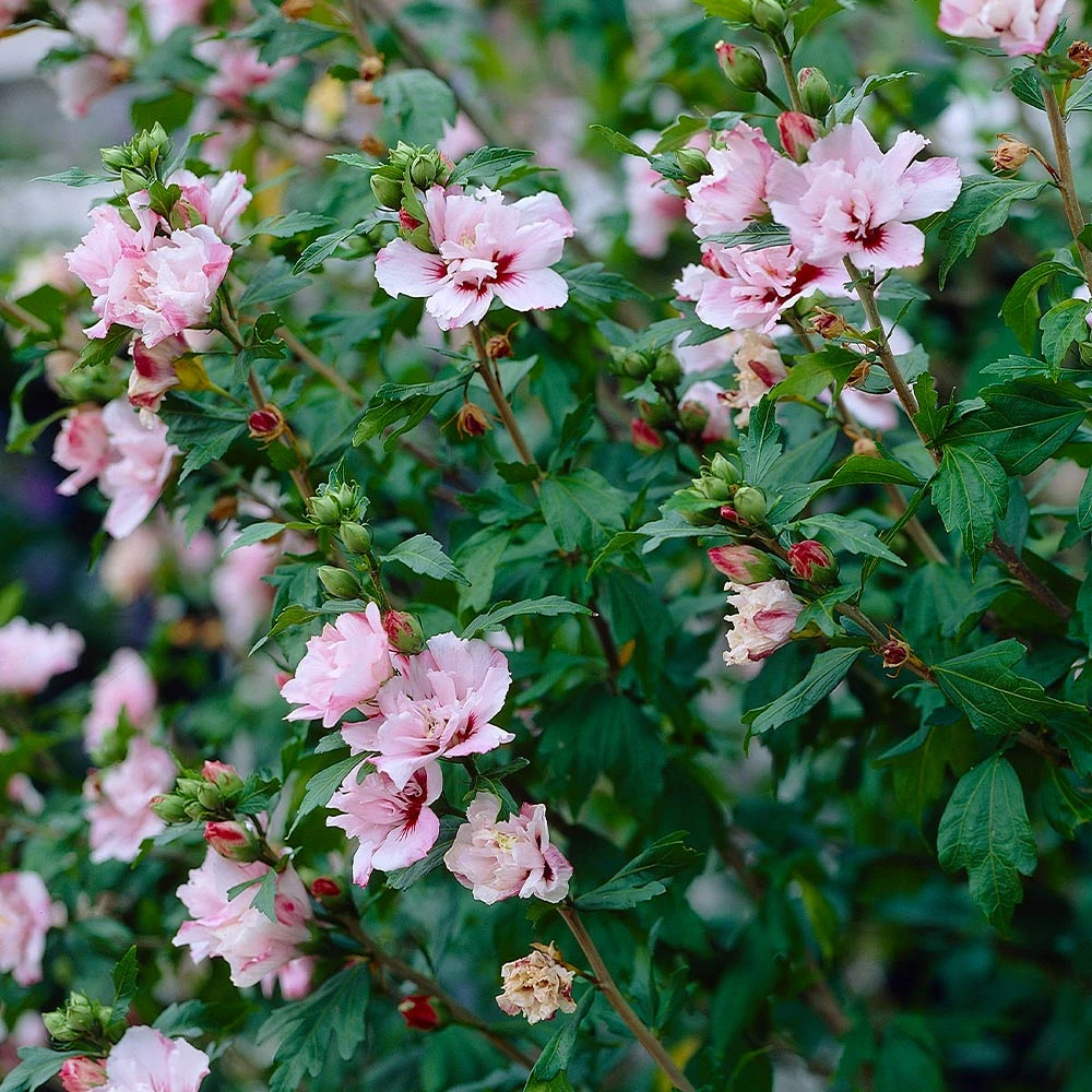 Pink Rose Of Sharon Althea Shrub 4 Pink Rose Of Sharon Althea Shrub - Image 2