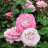Pinkerbelle™ Rose -Geen Shop Pinkerbelle Rose BB 600x600 a45a19de d424 45f1 8704 7f41ceea113c