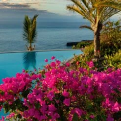 Pink Pixie Bougainvillea -Geen Shop Pixie Pink BOugainvillea BB 4