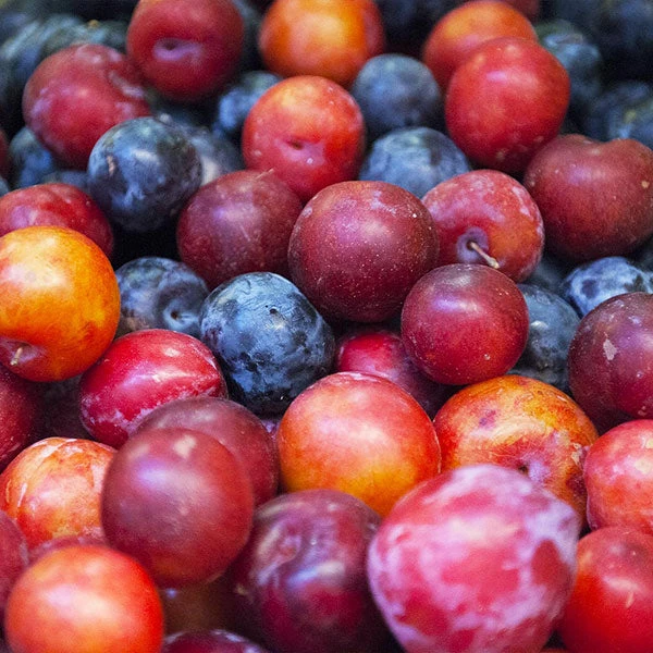 2-in-1 Plum Surprise Tree 3 2-in-1 Plum Surprise Tree