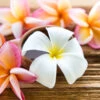 Plumeria Plant -Geen Shop Plumeria 600x600 BB
