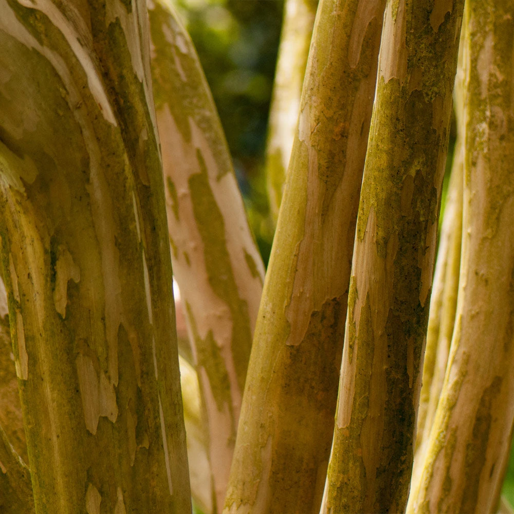 Pink Velour Crape Myrtle Tree 8 Pink Velour Crape Myrtle Tree - Image 6