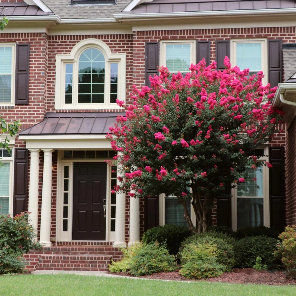 Pink Velour Crape Myrtle Tree 4 Pink Velour Crape Myrtle Tree - Image 2